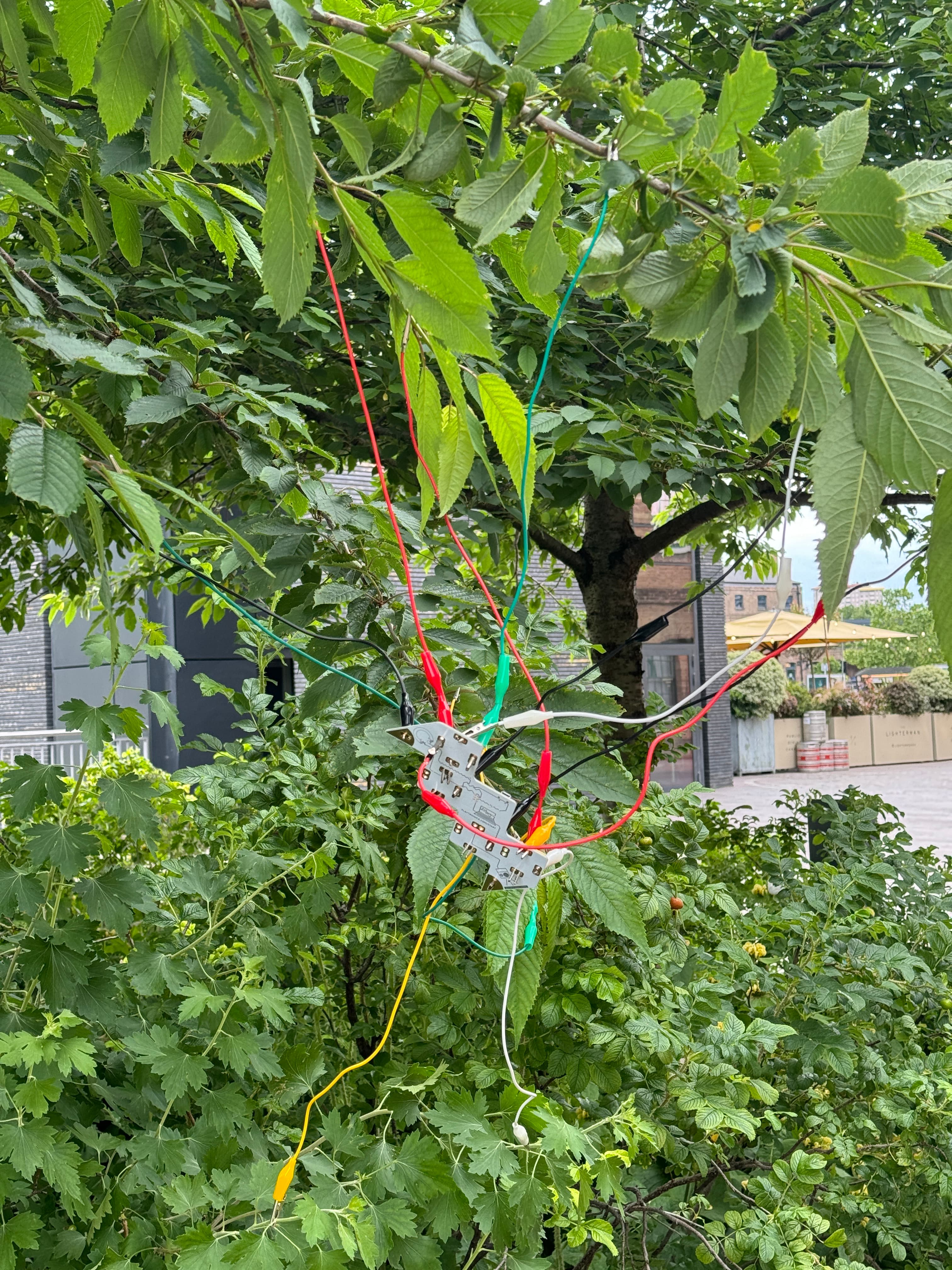 Experiment: Bioelectric Signals and Sounds of Nature — image 4
